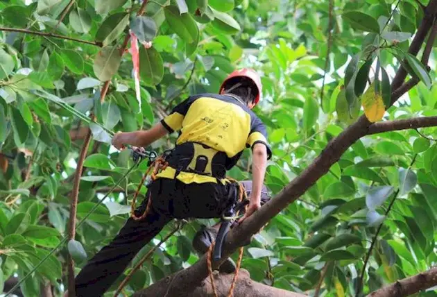 Entreprise locale d’élagage à Brécy – Rivalain espaces verts