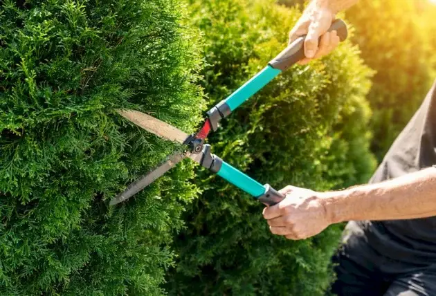 Démontage d’arbre en zone urbaine à Morlac – Rivalain espaces verts