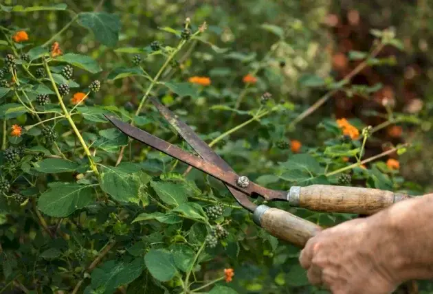 Paysagiste pour jardins du secteur de Chassy – Rivalain espaces verts