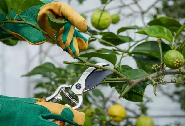 Projet d’élagage à Parny : un devis plus clair dès le départ – Rivalain espaces verts
