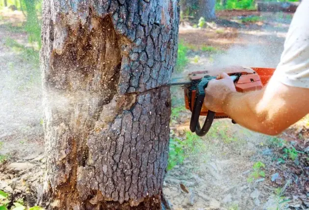 Abattage d’arbre sec à Gougon : suppression d’un tronc devenu instable – Rivalain espaces verts