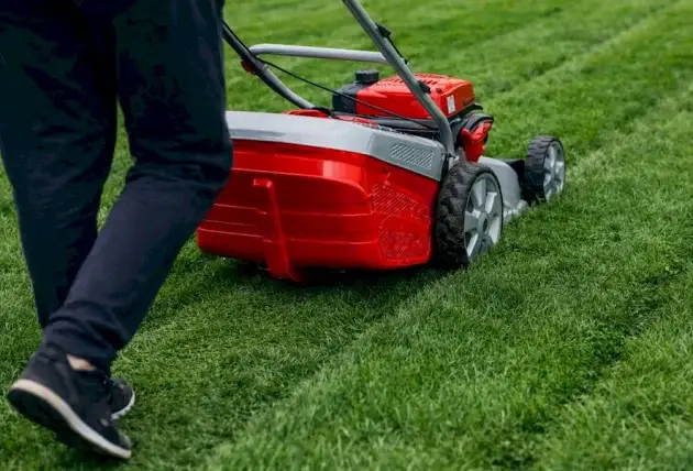 Un premier retour professionnel à Morlac pour vos arbres – Rivalain espaces verts