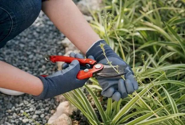 Élagage professionnel pour jardin à Charly – Rivalain espaces verts