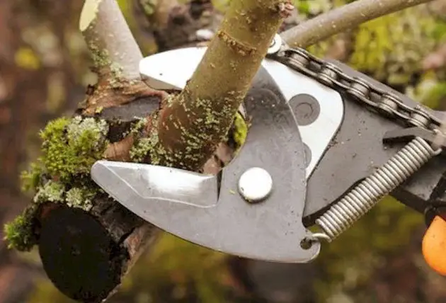 Élagage d’arbres proches des habitations à Parny – Rivalain espaces verts