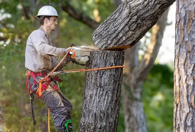 Élagage des arbres proches de la voirie à Chezy – Rivalain espaces verts