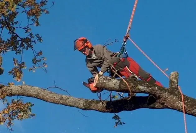 Taille de réduction d'un arbre proche d'un stationnement à Chassy – Rivalain espaces verts