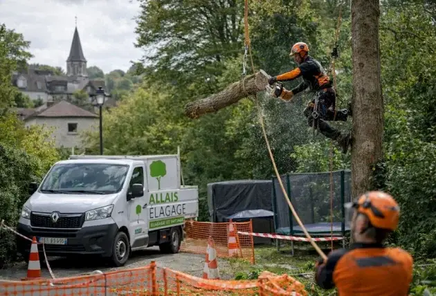 Taille d’arbres à Gnol : préserver la structure et l’équilibre – Rivalain espaces verts