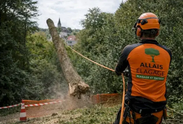 Élagage de prévention à Morlac : agir avant qu’un arbre ne devienne dangereux – Rivalain espaces verts