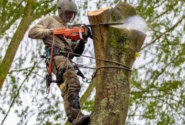 Taille douce des arbustes à Couy – Rivalain espaces verts