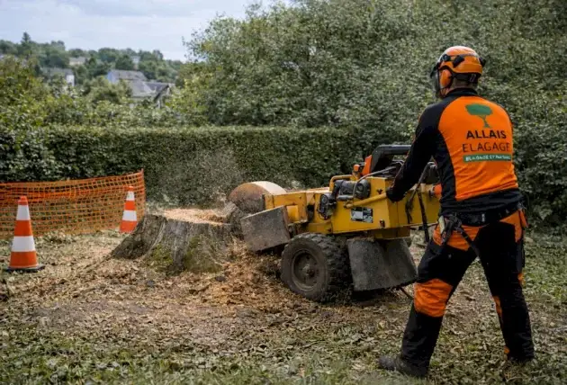 Gestion arboricole professionnelle à Bué – Rivalain espaces verts
