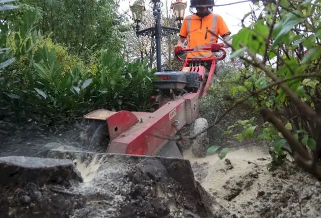 Réduction de branches charpentières sur un grand arbre à Brécy – Rivalain espaces verts