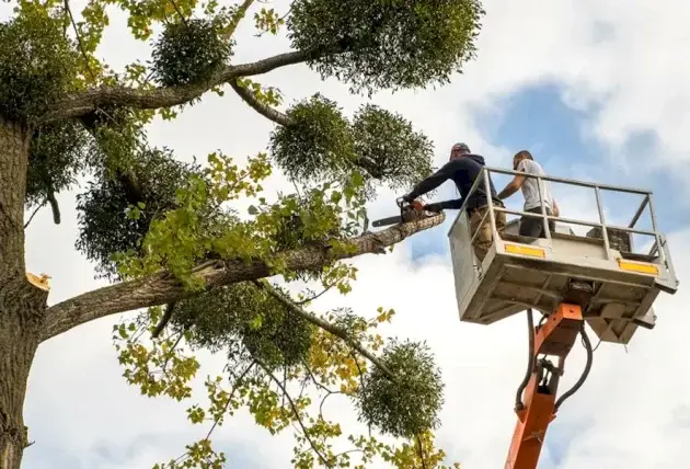 Intervention arboriste grimpeur pour abattage à Assigny – Rivalain espaces verts