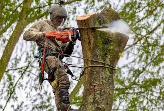 Taille de haie de troène à Bué – Rivalain espaces verts